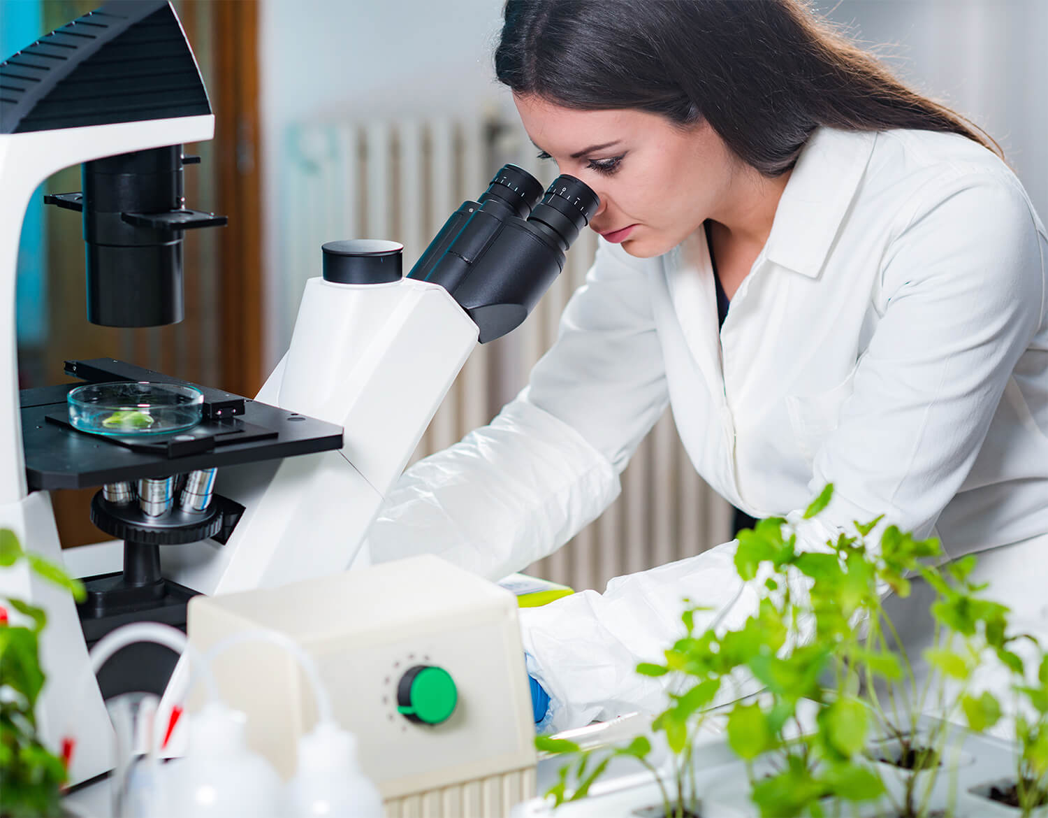lab